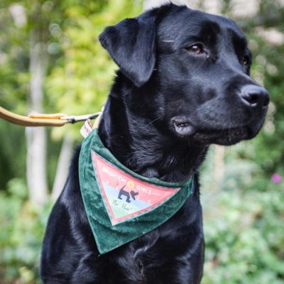 Community Dog Walk – Feb